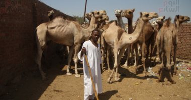 حصاد المنوعات.. تطبيق شبابى لتصنع ديكورك فى منزلك.. وانطلاق سوق الجمال