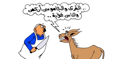 الحمير تستغيث .. البقرى والجاموسى أرخص بكاريكاتير " اليوم السابع"