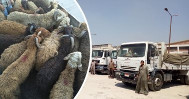 صور.. "التموين" توفر احتياجات المواطنين من السلع فى المحافظات الحدودية.. قافلة منتجات دواجن وخراف حية للعيد بشمال سيناء.. وتوفير 2600 من الأضاحى بالمحافظات.. والمصيلحى للمواطنين: "اطمنوا مفيش سلعة ناقصة"