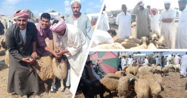 صور.. موسم الخير.. المحافظات تستعد لاستقبال عيد الأضحى المبارك.. فتح المجازر مجانًا طوال أيام الاحتفالات.. و"صحة القليوبية" تضاعف النوبتجيات بالمستشفيات.. وتكثف أعداد سيارات الإسعاف