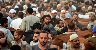سوق أشمون للمواشى" كامل العدد" قبل عيد الأضحى 