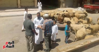 صور.. محافظة الإسكندرية تحذر من ذبح الأضاحى خارج المجازر
