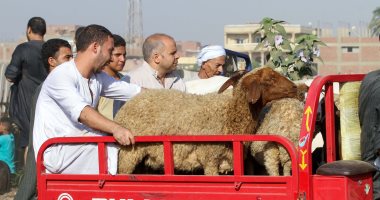 العيد على الأبواب.. استعدادات بالأسواق لعرض الأضاحى