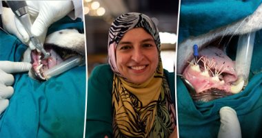 صور.. "القومى للبحوث" ينجح فى اكتشاف مادة جديدة لحشو الفكين دون جراحة.. تستخرج من قش الأرز بأقل تكلفة وليس لها آثار جانبية.. جربت على الخلايا والكلاب وأثبتت نجاحا باهراً.. والمكتشفون يطالبون بمنحهم براءة اختراع