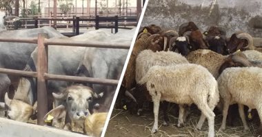 فتوى اليوم..هل يجوز الأضحية بالحامل؟