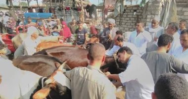 صور.. أهالى المنوفية يطالبون بإنقاذ مواشيهم من مرض الجلد العقدى