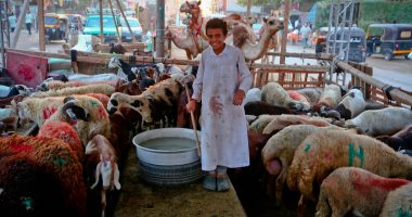 استعدادات عيد الأضحى بشوارع المحروسة.. ضحك ولعب وشوادر فى انتظار حدث سعيد