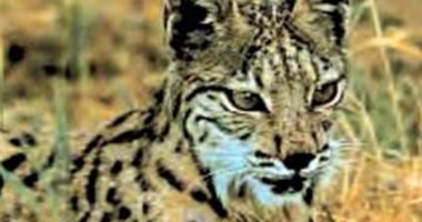 نقل الوشق الأيبيرى المهدد بالانقراض من البرتغال إلى إسبانيا بسبب الحرائق