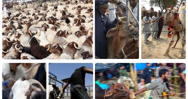 طوارئ بـ"الزراعة" استعدادًا لعيد الأضحى.. لجان بيطرية بأسواق وشوادر بيع المواشى للكشف عن الأضحية.. حملات بمحلات الجزارة والمنافذ.. اللحم البقرى بـ50 جنيها والجاموسى بـ40 والماعز والاغنام بـ55 .. صور