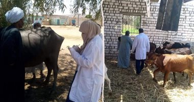 فيروس الجلد العقدى يطارد ماشية أسوان.. مخاوف من ارتباك حركة البيع والشراء خلال عيد الأضحى.. الأهالى: مصدر رزقنا يضيع بسبب نفوق الحيوانات.. والطب البيطرى: حملات تحصين بالمراكز.. وغلق الأسواق حال ظهور بؤر إصابة