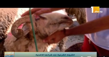 شاهد.. كيفية شراء الأضحية السليمة والمناسبة شرعا 