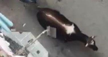 فيديو.. عجل يحاول الهرب بالسويس والأهالى يذبحونه بسبب رفضه الاستسلام