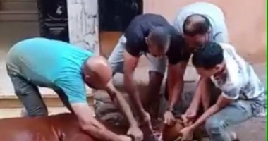 كهربا يذبح عجلا بمناسبة عيد الأضحى