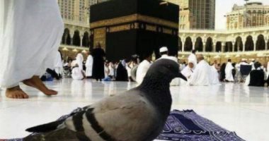 بث مباشر لتليفزيون اليوم السابع من الأراضى المقدسة لرصد حمام الحمى.. فيديو