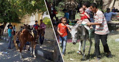إصابة طفل بكدمات وكسور صدمه حصان فى مرماح خيول بالظهير الصحراوي بالأقصر