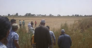 أهالى قرية الرواد بالفرافرة يطالبون بمكافحة الكلاب الضالة
