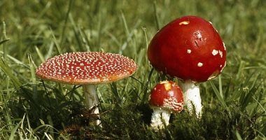 "FDA" توافق على إجراء أول تجربة لعلاج الاكتئاب بالفطر السحرى