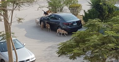 قارئه تشكو من انتشار ومهاجمة الكلاب الضالة بمساكن شيراتون
