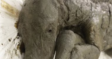 شاهد.. حصان محنط منذ 40 ألف عام فى سيبيريا