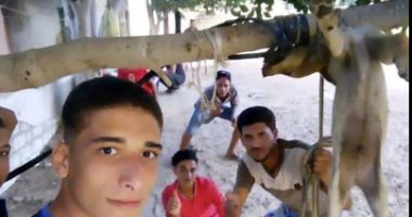 فيديو.. شباب يعذبون كلبا ويقتلوه شنقا بطريقة وحشية