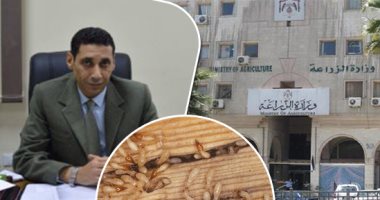 تفاصيل خطة الزراعة لمواجهة أزمة النمل الأبيض.. سيناريوهات لمنع تكرار الأزمة والبداية بمحافظات الصعيد وبخاصة أسوان.. إجراءات عاجلة للسيطرة على أماكن التكاثر وقائمة من المبيدات لضمان كفاءة خطط منع الانتشار