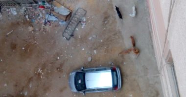 انتشار الكلاب الضالة فى شارع وادى النيل بمنطقة كورنيش المعادى 