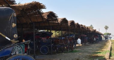 الحنطور فى الأقصر يدخل عصر التكنولوجيا بنظام "أوبر حنطور" خلال أسابيع