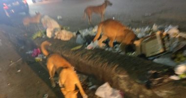 "بيطرى "القاهرة يطالب باستخدام الخرطوش فى مكافحة الكلاب الضالة