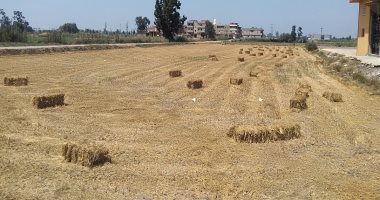 "البيئة" تحدد 50 جنيه لشراء طن القش من المزارعين
