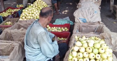 "تصديرى الحاصلات الزراعية" يطالب مصدرى الجوافة الالتزام بالمعايير 