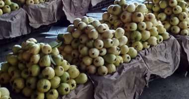 الزراعة تعلن عن ارتفاع صادرات الجوافة والمانجو لـ16 ألفا و502 طن