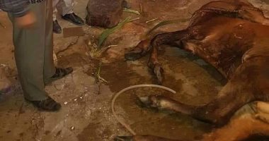 صور.. ضبط مجزر يبيع الماشية النافقة بسوهاج 