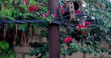 صور.. تهالك كابلات الكهرباء بنجع عبد الروؤف فى الإسكندرية