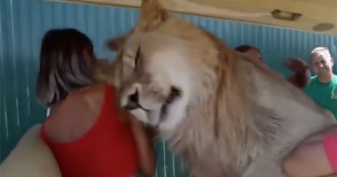 جربت تلعب مع أسد؟.. سائحون فى مغامرة مع ملك الغابة داخل سيارة.. فيديو