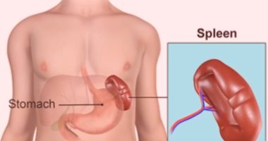اعرف جسمك.. الطحال.. هكذا تبدأ دورة الحماية من الأمراض البكتيرية