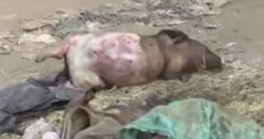 فيديو.. خنازيز نافقة ملقاة أعلى المحور تهدد صحة المواطنين