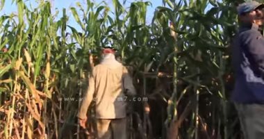 شاهد.. "حصاد الذرة" رزق الفلاح وحمام الفقراء
