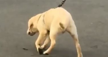 كلب ضال يخطف الأضواء فى عرض أزياء بالهند