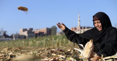 "الدهب طارح فى الغيطان" ..  موسم حصاد الذرة