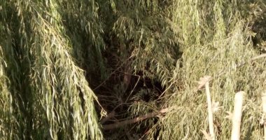 شكوى من التعدى على ترعة فى قرية صهرجت الصغرى بالدقهلية 