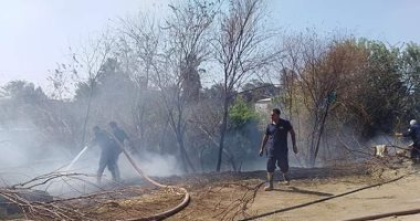 صور.. السيطرة على حريق بأشجار مجمع مواقف ملوى بالمنيا