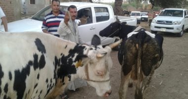 الزراعة ترسل فريقا بيطريا إلى سوهاج للوقوف على حقيقة إصابات الجلد العقدى