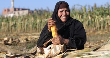 صورة اليوم.. الذرة فى يد الفقير "فرحة"