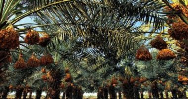 س و ج كل ما تريده عن مهرجان سيوة للتمور.. مصر الأولى عالميا فى إنتاج البلح