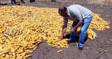 صور.. الإرشاد الزراعى بالأقصر ينظم يوم الحصاد للذرة الشامية بمدينة القرنة