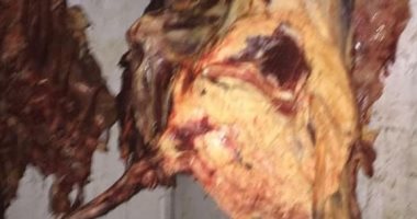ضبط 1300 كيلو لحوم غير صالحة للاستهلاك الآدمى بمنزل جزار بملوى بالمنيا
