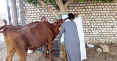 تحصين 364424 رأس ماشية ضد مرض الحمى القلاعية بالمنوفية