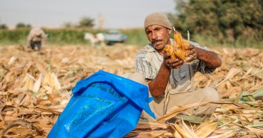 جنى ذهب الفلاحين.. موسم حصاد الذرة الصفراء بمحافظات مصر