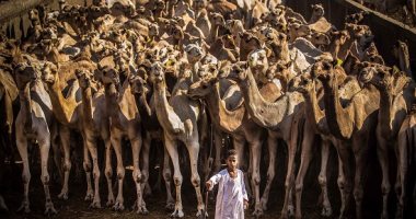 صورة اليوم.. فى سوق الجمال.. راجل من صغر سنه