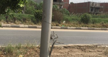 صور.. كابلات عارية وأعمدة كهرباء مكشوفة تنذر بكارثة بالمحلة